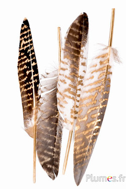 Gans - Mr Darcy’s Letter - 15-20 cm - weiss-gold